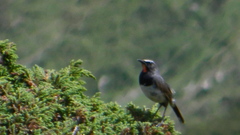 Calliope pectoralis