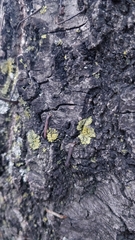 Candelaria concolor