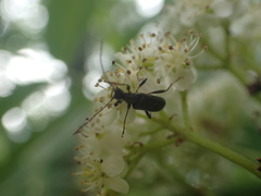 Pidonia ruficollis