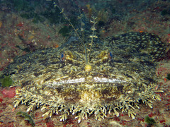 Lophius piscatorius