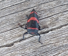 Eurymelops rubrovittata