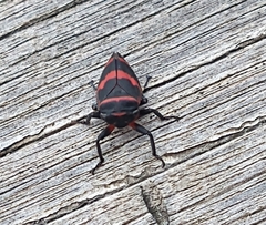 Eurymelops rubrovittata