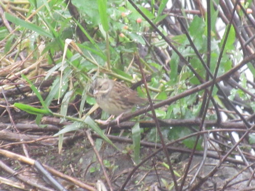 Black-faced Bunting, 268台灣宜蘭縣五結鄉利澤西路24-53號, photo 8 of 10