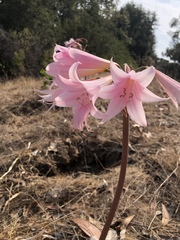 Amaryllis belladonna