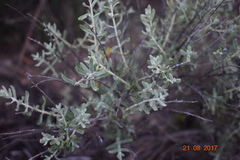 Buddleja scordioides