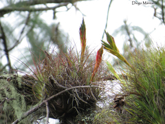 Tillandsia punctulata