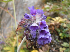 Primula glomerata