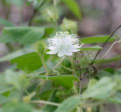 Passiflora