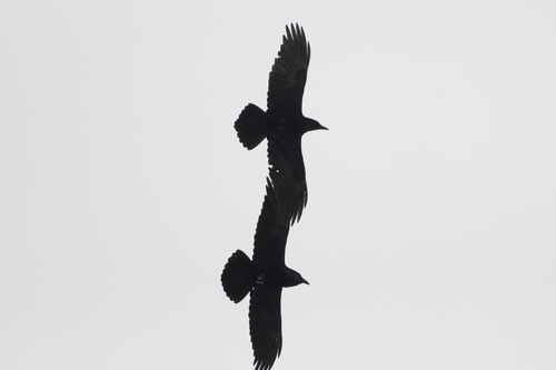 Common Raven photographed in Vermont