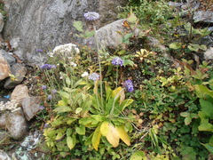 Primula glomerata