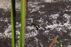 Leucorrhinia frigida