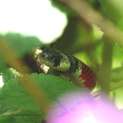 Erythrolamprus mimus