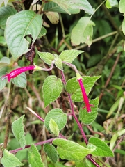 Centropogon palmanus