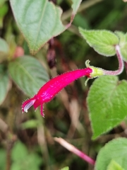 Centropogon palmanus