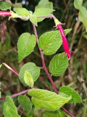 Centropogon palmanus