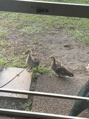 Cairina moschata domestica