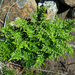 Asplenium cuneifolium - Photo (c) frahome, μερικά δικαιώματα διατηρούνται (CC BY-NC), uploaded by frahome