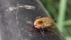 Ectobius erythronotus