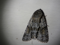 Turnerinycta phaeocosma