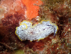 Prostheceraeus moseleyi