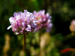 Armeria arenaria