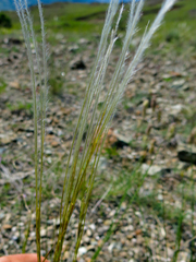 Stipa etrusca