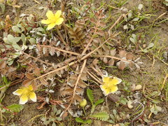 Argentina anserinoides