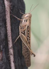 Schistocerca serialis cubense