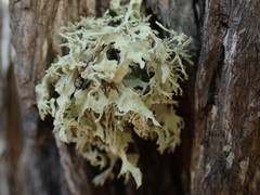 Ramalina glaucescens
