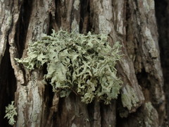 Ramalina glaucescens