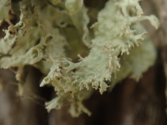 Ramalina glaucescens