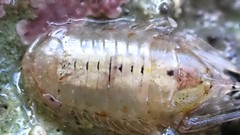 Platynympha longicaudata