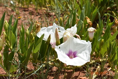Ipomoea longifolia