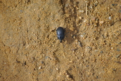 Phosphuga atrata