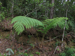 Cyathea costaricensis