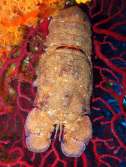 Scyllarides latus