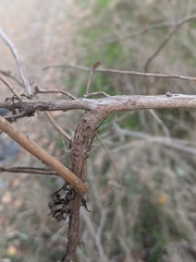 Protobalandricus spectabilis