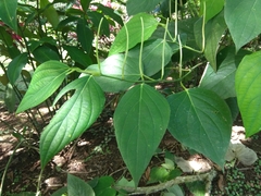 Image of Piper paulowniifolium