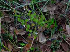 Appendicularia thymifolia