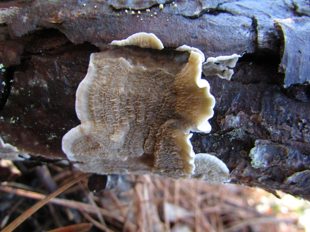 Meruliopsis ambigua