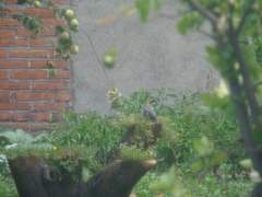 Melanerpes aurifrons