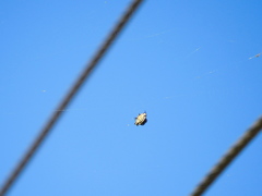 Gasteracantha cancriformis