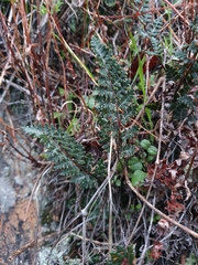 Paragymnopteris marantae