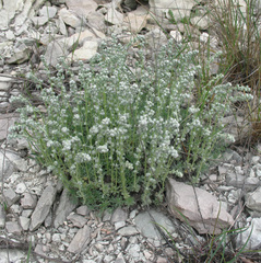 Artemisia alpina