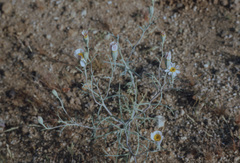 Nicolletia trifida