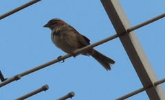 Zonotrichia capensis