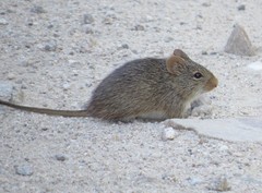 Sigmodon ochrognathus