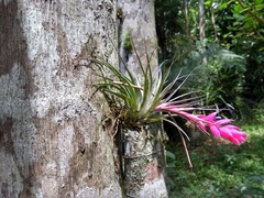 Tillandsia stricta
