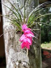 Tillandsia stricta