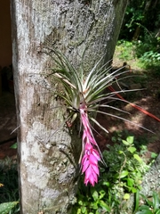 Tillandsia stricta